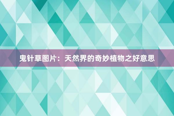 鬼针草图片：天然界的奇妙植物之好意思